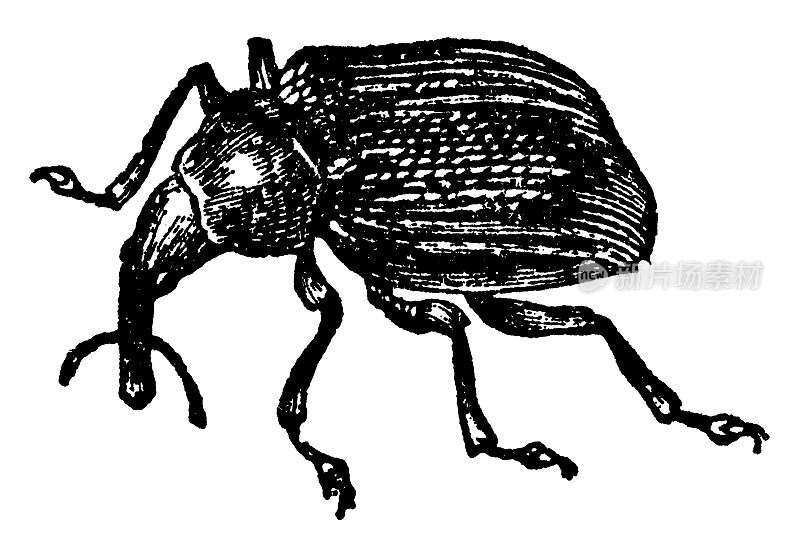 卷叶象鼻虫(Byctiscus Alni) - 19世纪